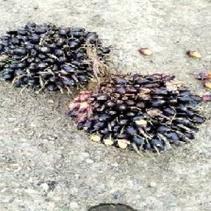 unripe_train (1667).jpg