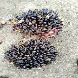 unripe_train (1669).jpg