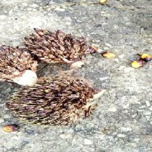 defect_valid (101).jpg