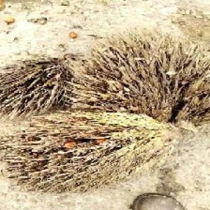 defect_valid (103).jpg