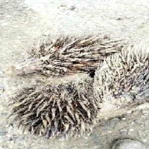 defect_valid (108).jpg