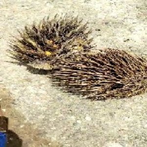 defect_valid (112).jpg