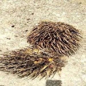 defect_valid (114).jpg