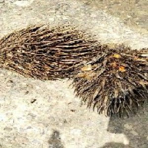 defect_valid (115).jpg