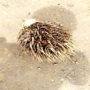 defect_valid (128).jpg