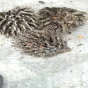 defect_valid (134).jpg