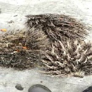 defect_valid (136).jpg