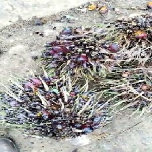 defect_valid (141).jpg