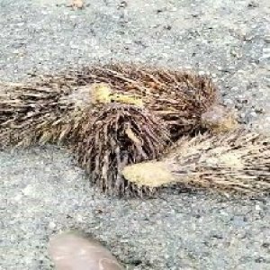 defect_valid (148).jpg