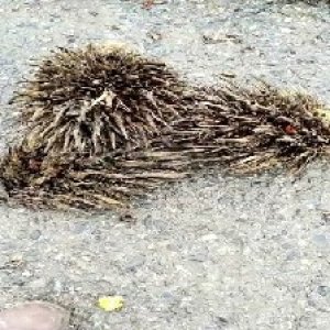 defect_valid (155).jpg