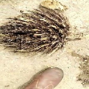 defect_valid (162).jpg