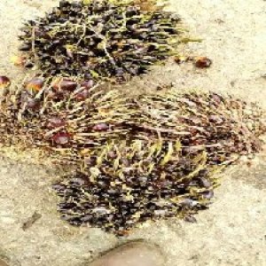 defect_valid (176).jpg