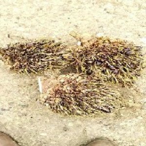 defect_valid (183).jpg