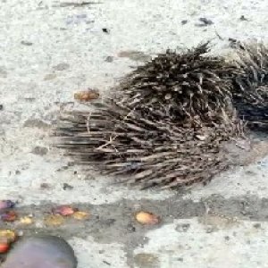 defect_valid (188).jpg