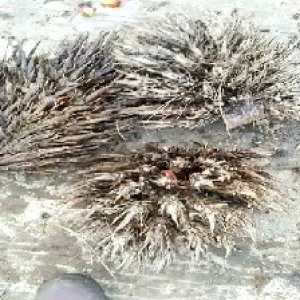 defect_valid (191).jpg