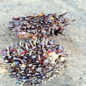 defect_valid (205).jpg