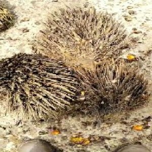 defect_valid (211).jpg