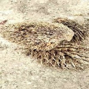 defect_valid (231).jpg