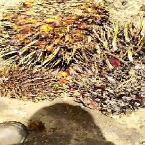 defect_valid (233).jpg