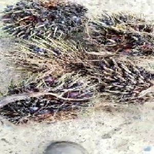 defect_valid (60).jpg