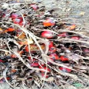 overripe_valid (1).jpg