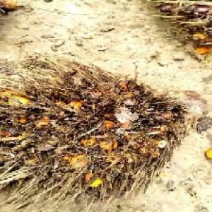 overripe_valid (10).jpg