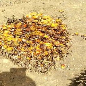 overripe_valid (100).jpg