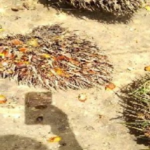 overripe_valid (103).jpg