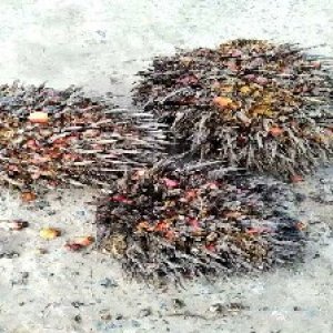 overripe_valid (105).jpg