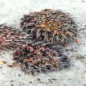 overripe_valid (106).jpg