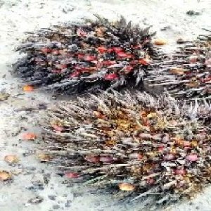 overripe_valid (108).jpg