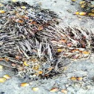 overripe_valid (109).jpg