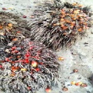 overripe_valid (116).jpg