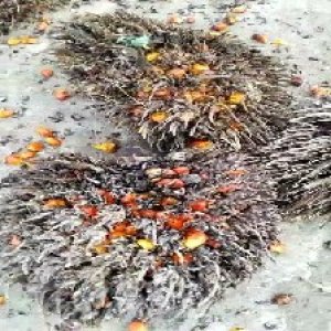 overripe_valid (117).jpg