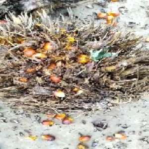 overripe_valid (119).jpg