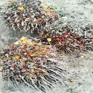 overripe_valid (120).jpg