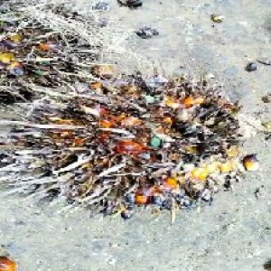 overripe_valid (124).jpg