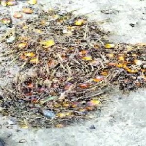 overripe_valid (129).jpg