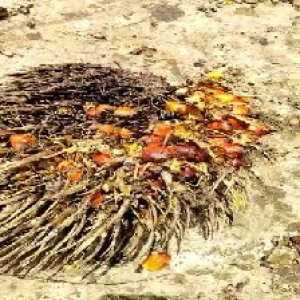 overripe_valid (13).jpg