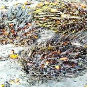 overripe_valid (132).jpg