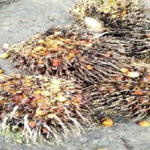 overripe_valid (134).jpg