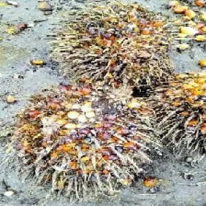 overripe_valid (135).jpg