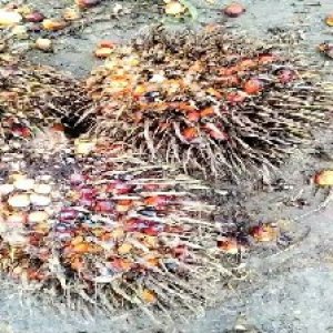 overripe_valid (136).jpg