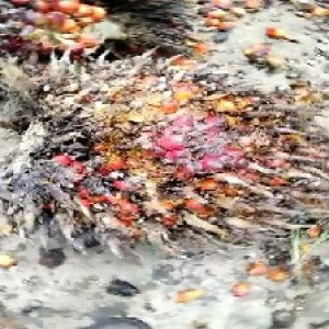 overripe_valid (141).jpg