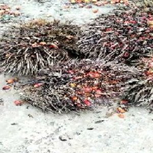 overripe_valid (143).jpg