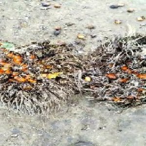 overripe_valid (147).jpg