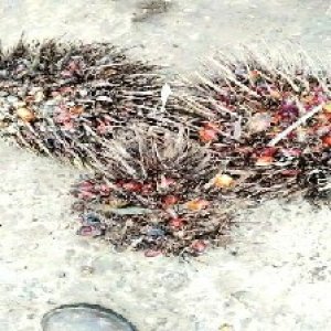 overripe_valid (150).jpg