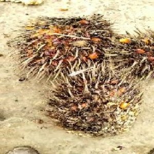 overripe_valid (151).jpg