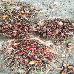 overripe_valid (153).jpg