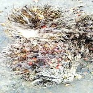 overripe_valid (154).jpg